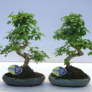 Bonsai Ligustrum sinense Ligustrum sinensis, 24cm., shape, without drip tray
(4 Plants/Order)(24cmP 35cmH)