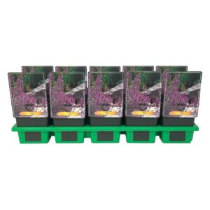 Nepeta Nepeta 'Grol' P11
(10 Plants/Order)(11cmP 25cmH)