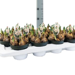 Narcissus Narcissus Barrett Browning
(12 Plants/Order)(12cmP 10cmH)