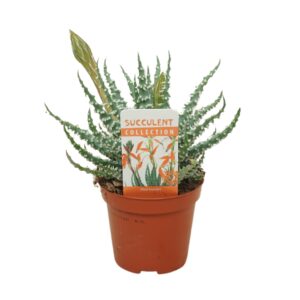 Aloe humilis Aloë humilis 8,5 cm flowering met etiket
(18 Plants/Order)(8.5cmP 20cmH)