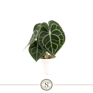 Anthurium clarinerviu Clarinervium 12cm
(6 Plants/Order)(12cmP 30cmH)