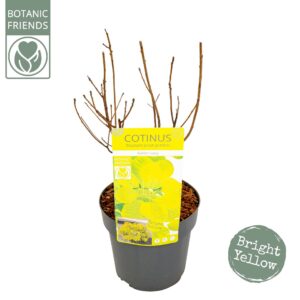 Cotinus coggygria Cotinus cog. 'Golden Lady' ®
(1 Plants/Order)(19cmP 50cmH)