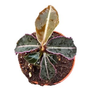 Labisia obtusifolia Labisia Pumila
(20 Plants/Order)(7cmP 10cmH)