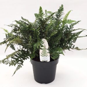 Polystichum tsus-simense Polystichum tsus-simense ES19 3,0l
(1 Plants/Order)(19cmP 30cmH)