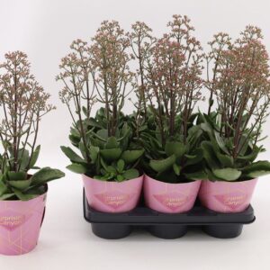 Kalanchoe Wild Flowers Surprising C Kalanchoe Surprising Canyon
(6 Plants/Order)(14cmP 40cmH)