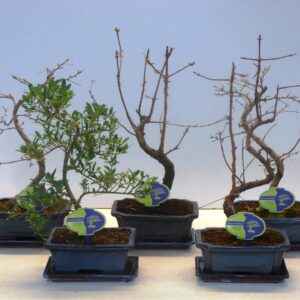 Bonsai Bonsai mix outdoor, 20cm., shape, with drip tray - Partly without leaves during
(5 Plants/Order)(20cmP 35cmH)