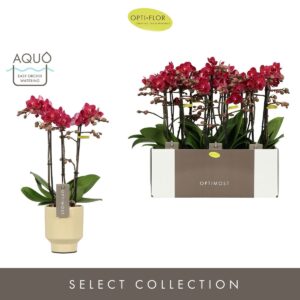 Phalaenopsis Multifl. typ Red Lion Optimost Red Lion 3 spike in Emilia Sand Aquo
(6 Plants/Order)(12cmP 45cmH)