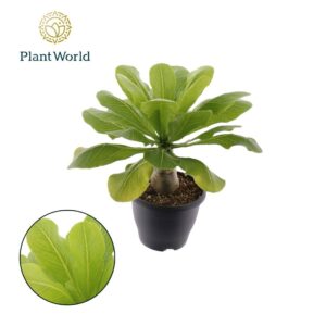 Hawaiian Palm Birghamia Brighamia insignis 'Hawaii Palm'
(3 Plants/Order)(21cmP 40cmH)