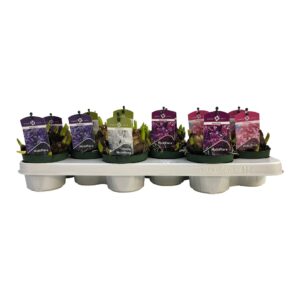 Hyacinthus Multiflora ty Multiflora mixed 3 Colours 10,5 cm
(12 Plants/Order)(10cmP 15cmH)