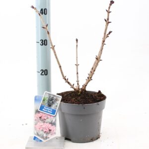 Sambucus nigra Sambucus nigra Black Tower ('Eiffel 1'PBR)
(1 Plants/Order)(17cmP 35cmH)