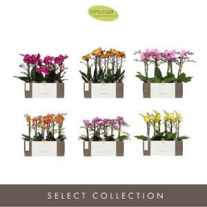 Phalaenopsis Multiflora Exclusivo Diversen 3 spike
(4 Plants/Order)(12cmP 45cmH)