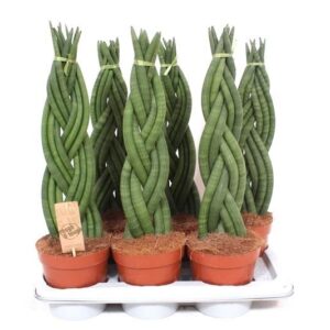 Sansevieria Cylindrica Sansevieria Twister
(6 Plants/Order)(17cmP 65cmH)