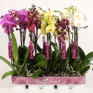 Phalaenopsis mixed Phalaenopsis 3 spike mixed
(10 Plants/Order)(12cmP 60cmH)