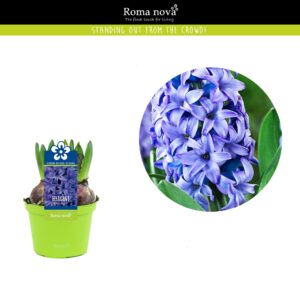 Hyacinthus Blue Pearl Hyacint Blue Pearl 12cm
(10 Plants/Order)(12cmP 12cmH)