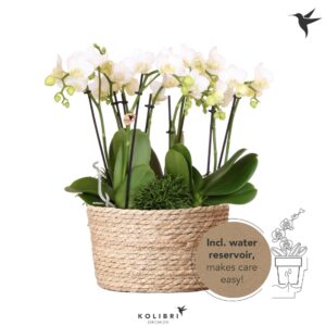 Arrangement Phalaenopsis Kolibri Orchids Phalaenopsis Jungle Bouquet white 6 spike in Reed Basket with wa
(2 Plants/Order)(28cmP 40cmH)