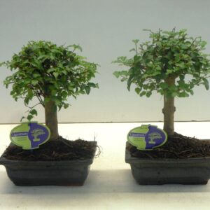 Bonsai Ligustrum sinense Ligustrum sinensis, 20cm., broom, without drip tray
(7 Plants/Order)(20cmP 30cmH)