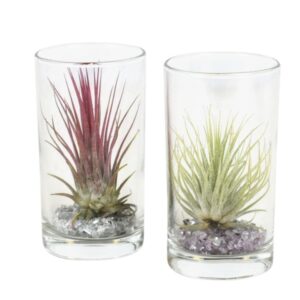 Tillandsia Arrangement tillandsia Glas longdrink
(12 Plants/Order)(6cmP 10cmH)