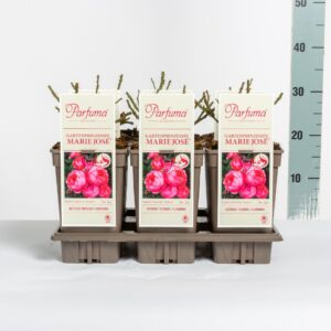 Rosa Rosa Parfuma (F) Gartenprinzessin Marie-José, C3
(6 Plants/Order)(17cmP 20cmH)