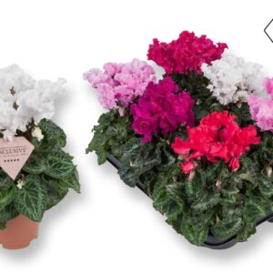 Cyclamen Merenque Cyclamen Exclusive® Merengue mix
(6 Plants/Order)(10.5cmP 25cmH)