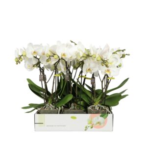 Phalaenopsis white more Ripsen Big 50 Inyo 2 spike
(6 Plants/Order)(12cmP 55cmH)