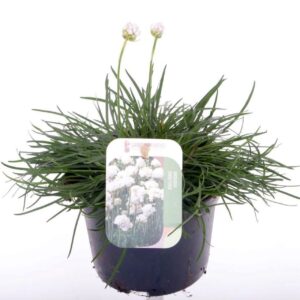 Armeria maritima Alba Armeria maritima Alba
(8 Plants/Order)(13cmP 25cmH)