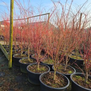 Acer palmatum Sangokaku Acer palmatum 'Sangokaku'
(1 Plants/Order)(59cmP 170cmH)