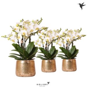 Phalaenopsis Lausanne Kolibri Orchids Phalaenopsis Lausanne 6spike in luxury gold
(4 Plants/Order)(12cmP 35cmH)