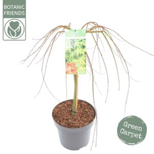 Acer palmatum Ryusen Acer palm. 'Ryusen' C14 halfstam
(1 Plants/Order)(30cmP 120cmH)