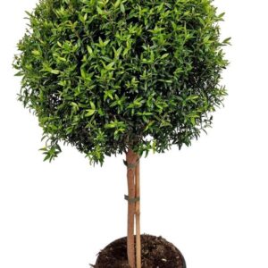 Myrtus communis Myrtus Communis Stem
(1 Plants/Order)(24cmP 90cmH)
