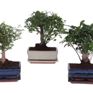 Bonsai Bonsai Mixed in ø20cm Ceramic Ball with Saucer
(4 Plants/Order)(20cmP 30cmH)
