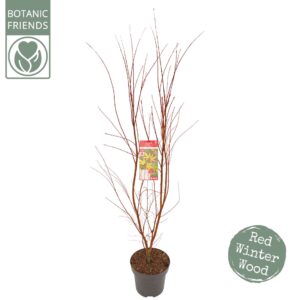 Acer palmatum Sangokaku Acer palm. 'Sangokaku' C14 struik
(1 Plants/Order)(30cmP 175cmH)