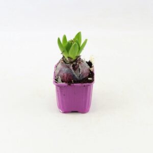Hyacinthus Purple Sensation Hyacinthus Purple Sensation
(24 Plants/Order)(7cmP 15cmH)