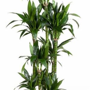 Dracaena Janet Craig Dracaena Janet Craig 120-carrousel
(1 Plants/Order)(34cmP 180cmH)