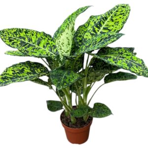 Dieffenbachia Reflector Dieffenbachia Reflector
(6 Plants/Order)(17cmP 40cmH)