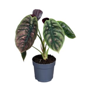 Alocasia Red Secret Alocasia Cuprea Red Secret 14cm
(8 Plants/Order)(14cmP 35cmH)