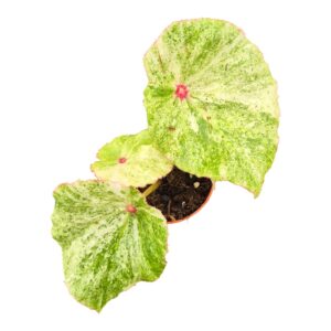 Begonia Begonia Rouge Variegata
(15 Plants/Order)(7cmP 15cmH)
