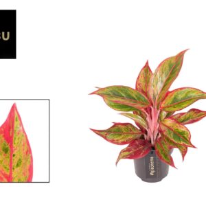 Aglaonema other Aglaonema Jungle Lava
(10 Plants/Order)(12cmP 40cmH)