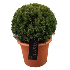 Taxus media Groenland Taxus media 'Groenland' ball p30 (th) 45-50 ©
(1 Plants/Order)(33cmP 45cmH)
