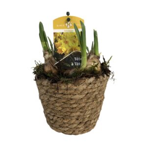 Narcissus Tete a Tete Zeegrasmand Tete-a-Tete 13 cm.
(8 Plants/Order)(13cmP 20cmH)