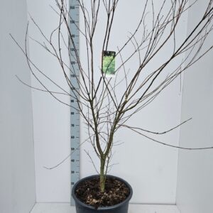 Acer palmatum Seiryu Acer palmatum 'Seiryu'
(1 Plants/Order)(43cmP 150cmH)