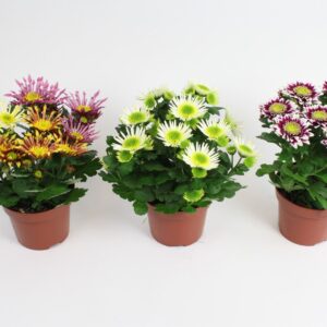 Chrysanthemum Indicum Chrysanthemum Splash mixed Stadium 2/3
(10 Plants/Order)(12cmP 20cmH)