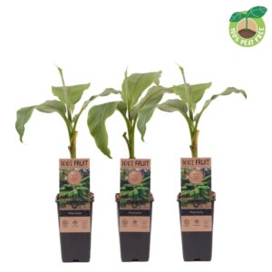 Musa basjo Musa Basjoo, P15
(10 Plants/Order)(15cmP 30cmH)
