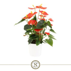 Anthurium Orange Champion Anthurium Orange Champion 14cm
(8 Plants/Order)(14cmP 45cmH)