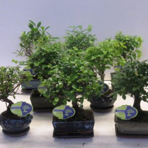 Bonsai Bonsai mix Lodder special, a various mix of many indoor bonsai.
(8 Plants/Order)(14cmP 25cmH)