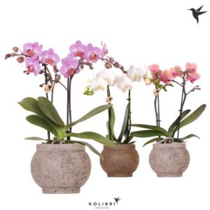 Phalaenopsis mixed 2 spike in Ancient Pot brown
(6 Plants/Order)(9cmP 40cmH)