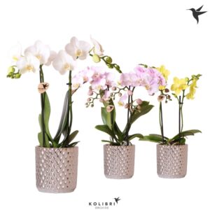 Phalaenopsis mixed 2 spike in Diamond Pot silver
(8 Plants/Order)(9cmP 40cmH)