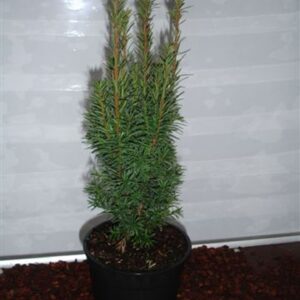 Taxus baccata Fastigiata Taxus bacc Fastigiata Cappenberg
(1 Plants/Order)(19cmP 75cmH)