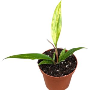 Philodendron philodendron caramel marble
(1 Plants/Order)(8cmP 12cmH)