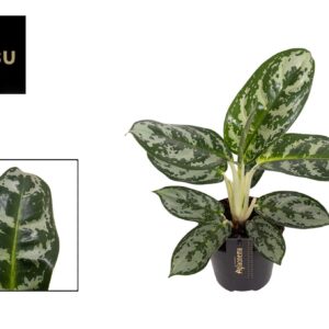 Aglaonema Amazon Silver Aglaonema Amazon Silver
(12 Plants/Order)(12cmP 30cmH)