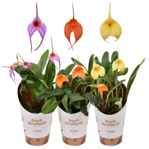 Orchideeen Masdevallia 9 cm mix 2 knop/bloem
(6 Plants/Order)(9cmP 20cmH)